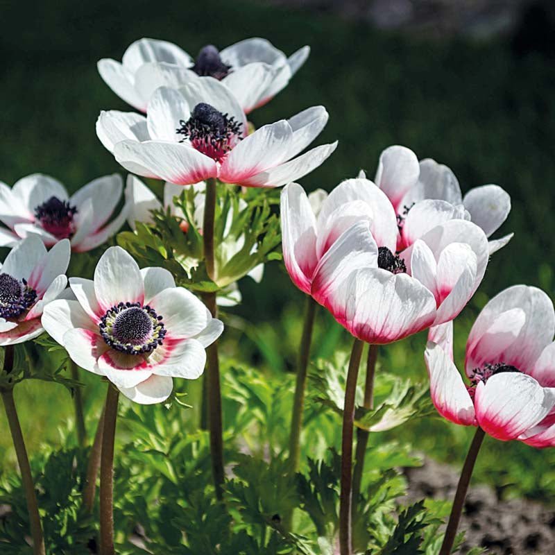 Anemone 'Coronaria Bicolor'