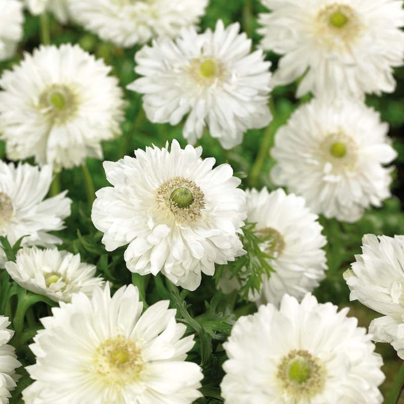 Anemone 'Mount Everest'
