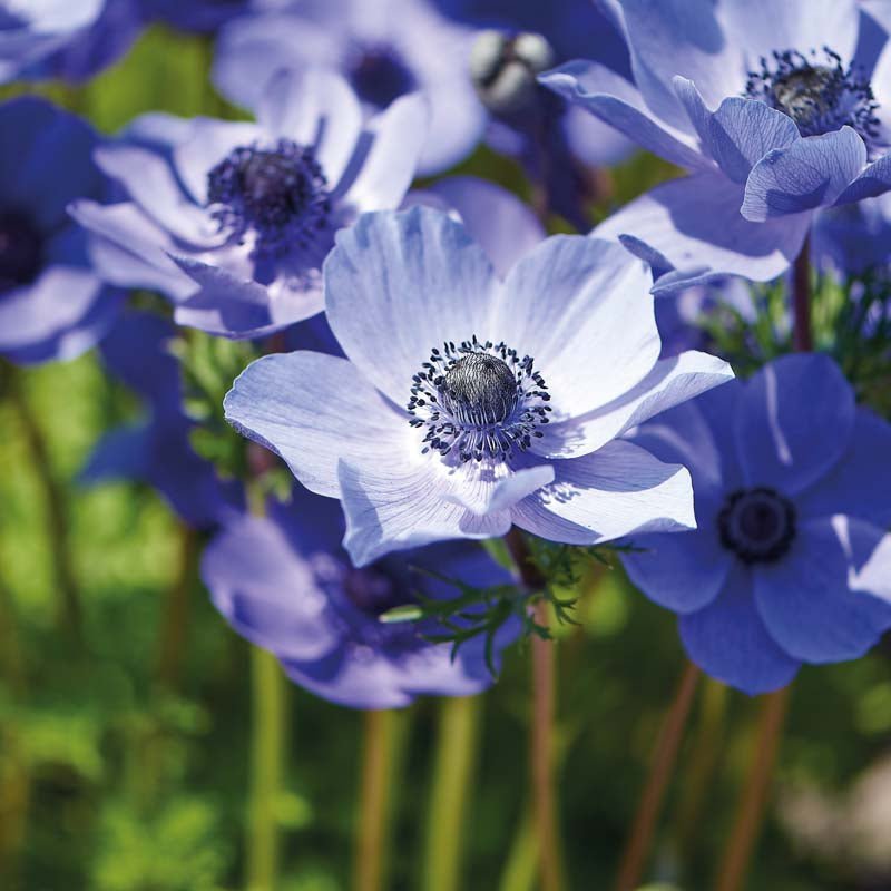 Anemone 'Mr. Fokker'