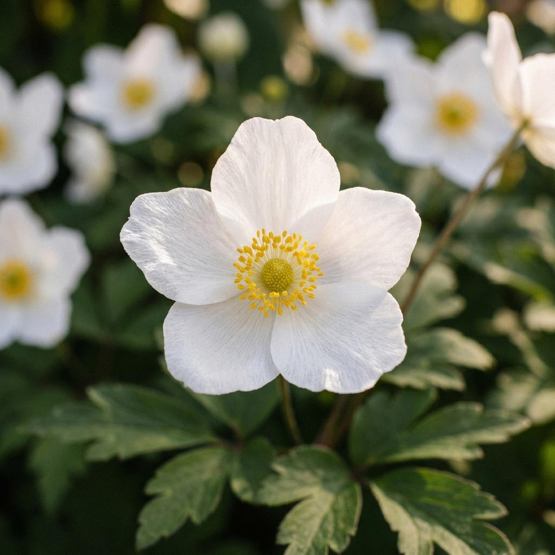 Anemone 'September Charm'