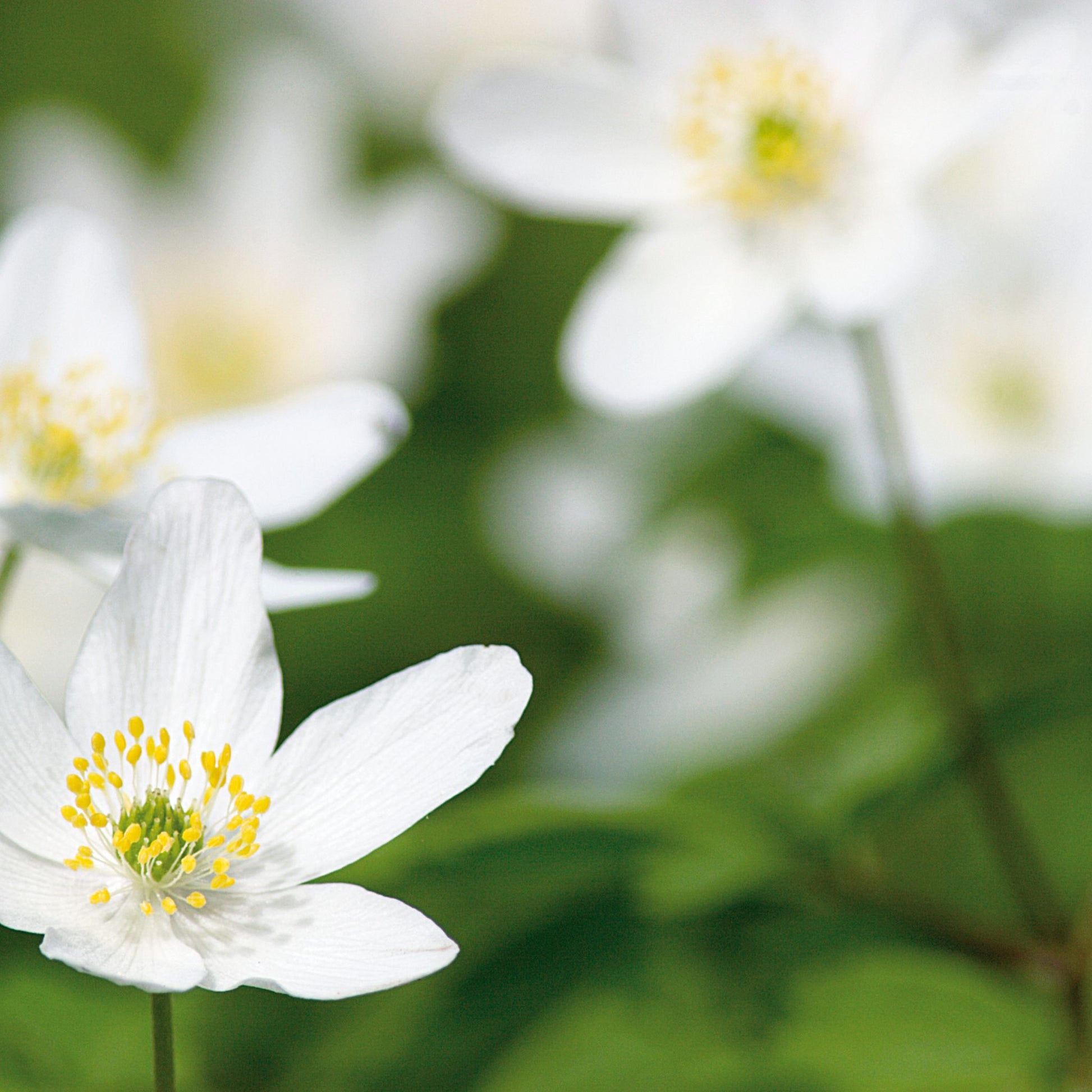 Anemone 'September Charm'