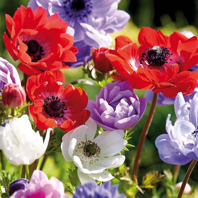 Anemone 'St. Brigid'