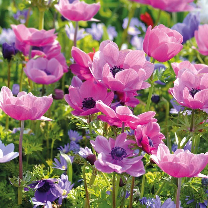 Anemone 'Sylphide'
