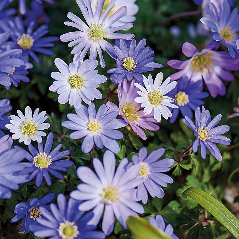Anemonemischung 'Blanda Mixed'