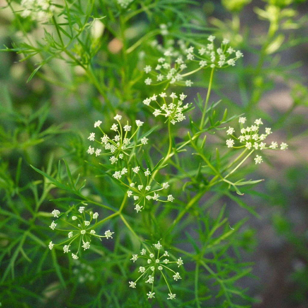 Anissamen - 200 Biosamen