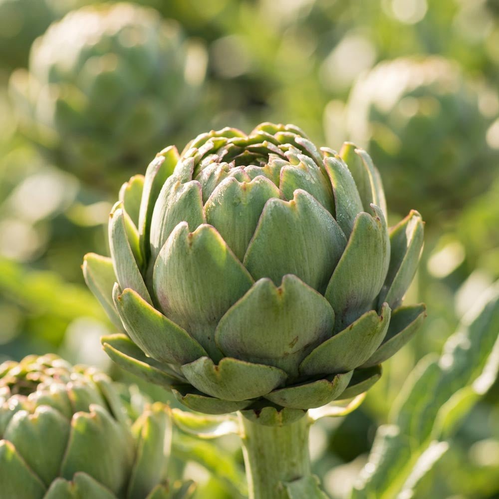 Artischocke 'Green Globe'