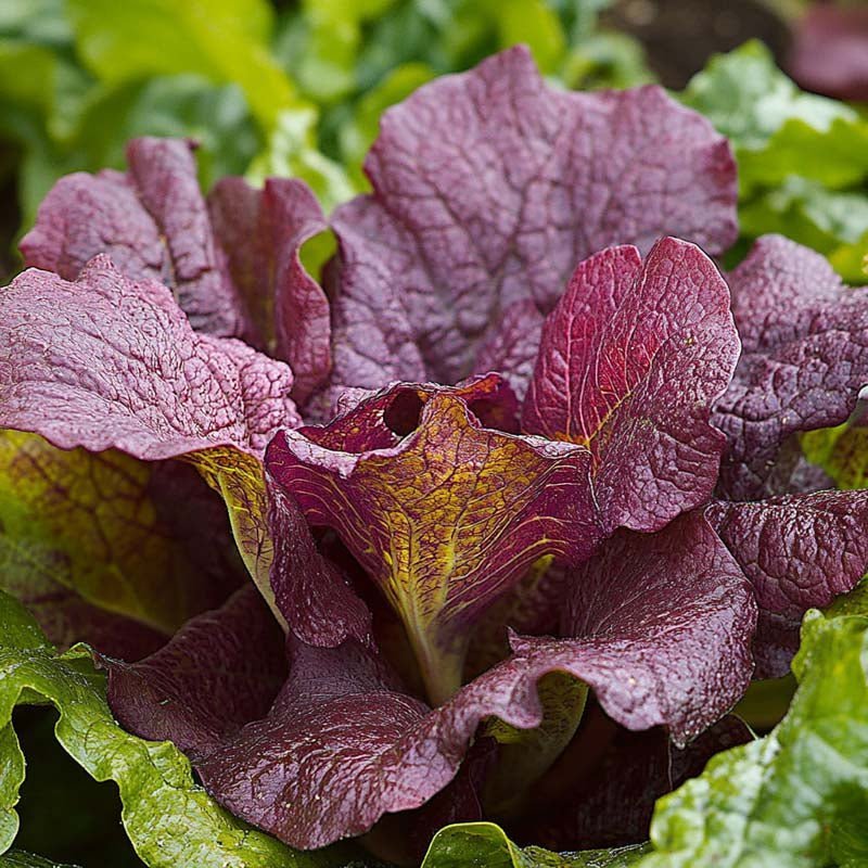 Asiasalat Samen 'Red Giant' - 180 Biosamen