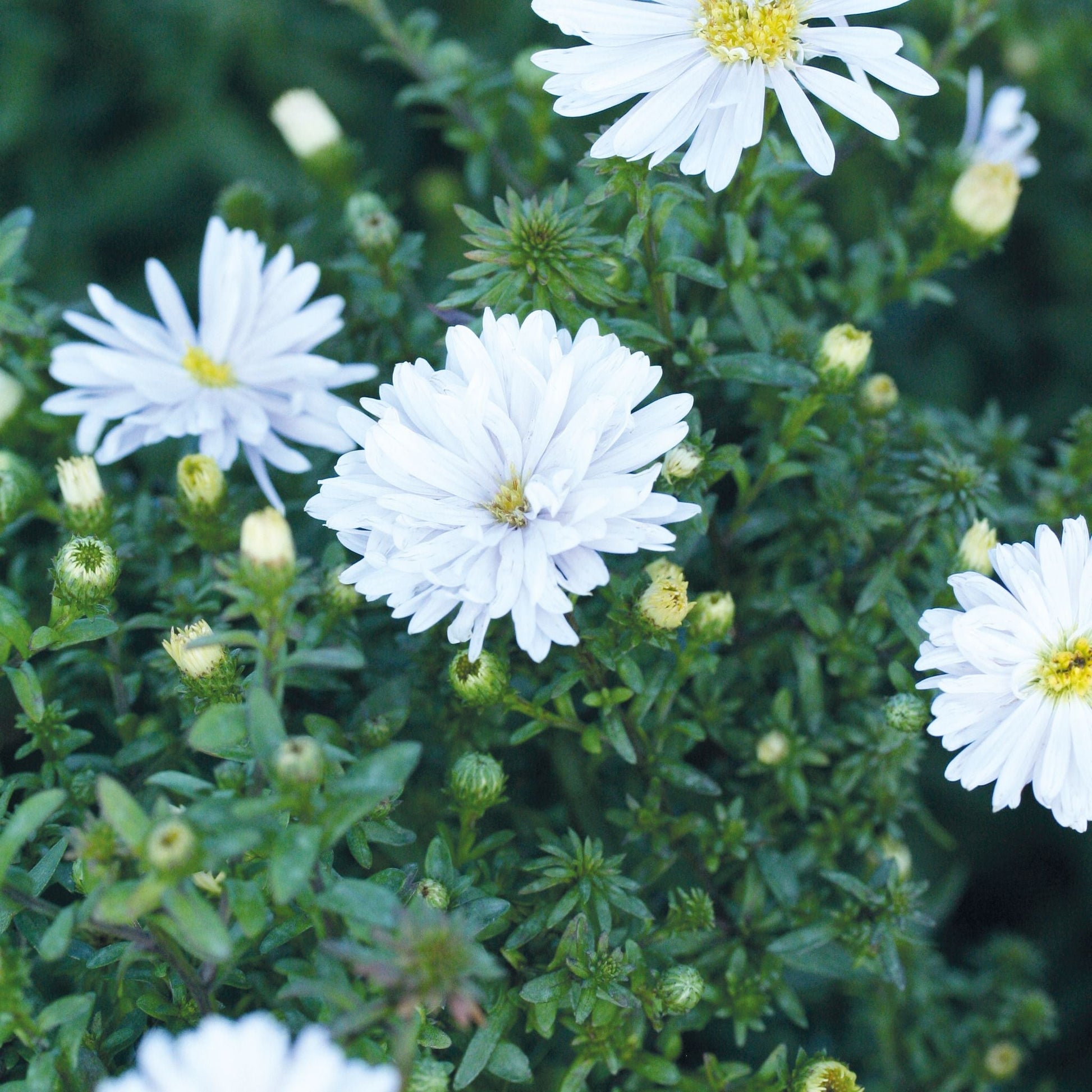 Astern 'Brigitte'