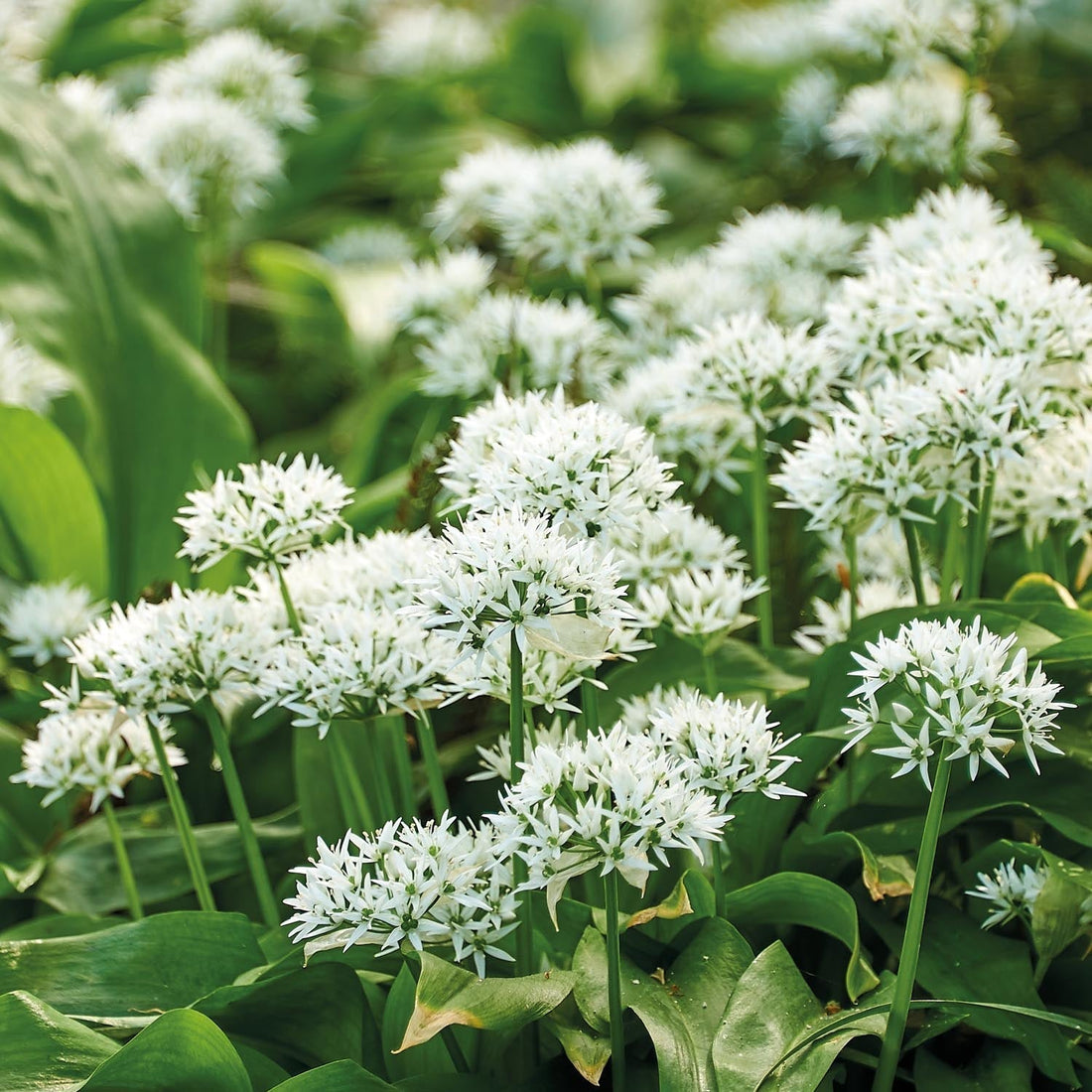 Bärlauch, Allium 'Ursinum'