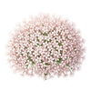 Kräutersamen