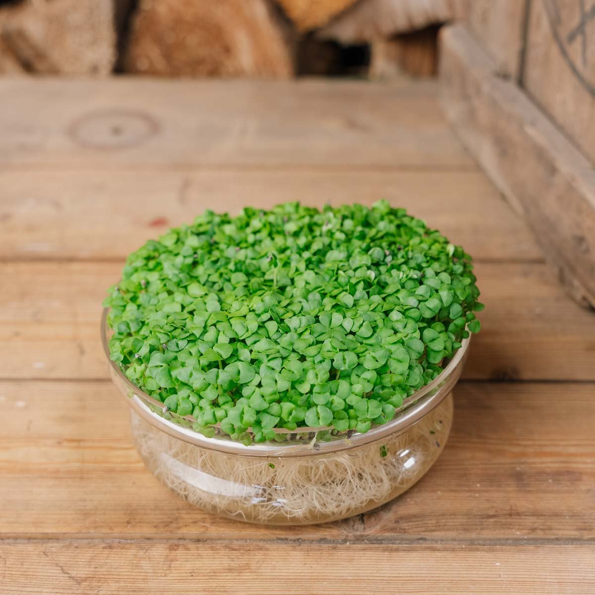Basilikum Microgreen Samen - 10000 Biosamen