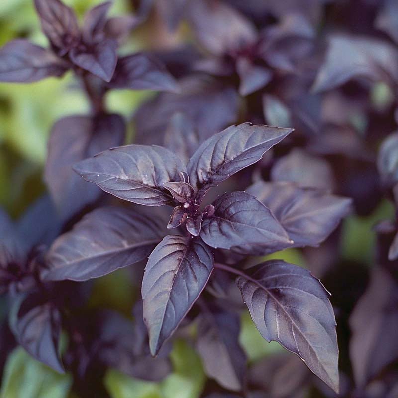 Basilikum Samen 'Dark opal' - 120 Biosamen