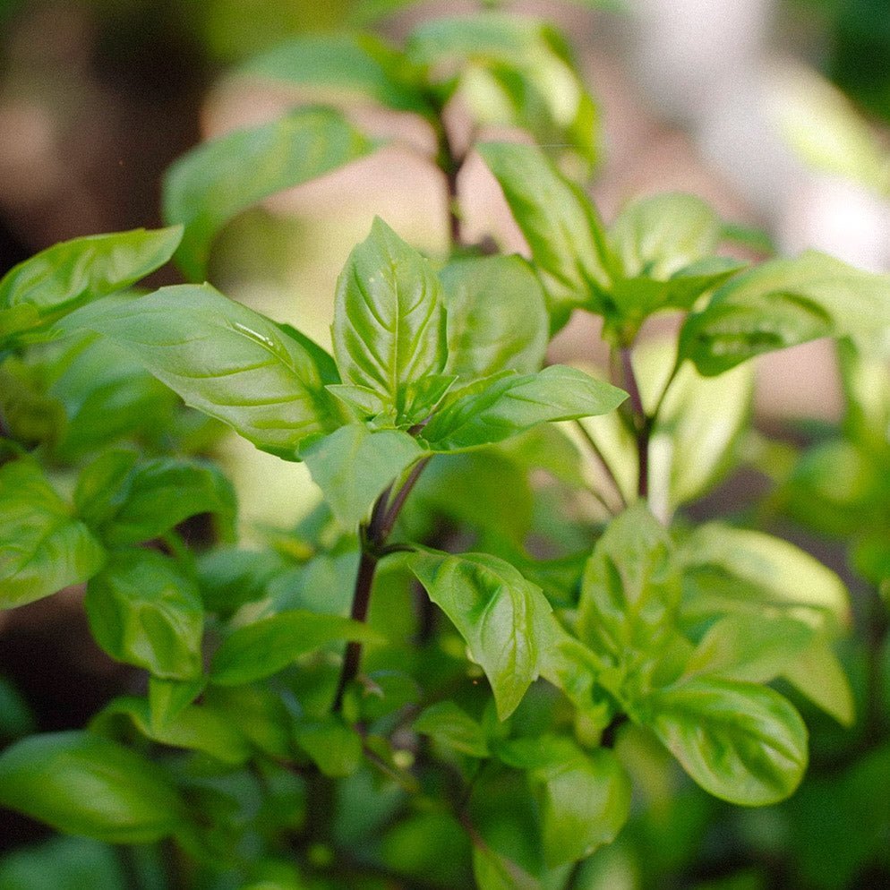 Basilikumsamen 'Cinnamon' - 100 Biosamen