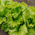 Batavia Salat Samen 'Blonde de Paris' - 200 Biosamen