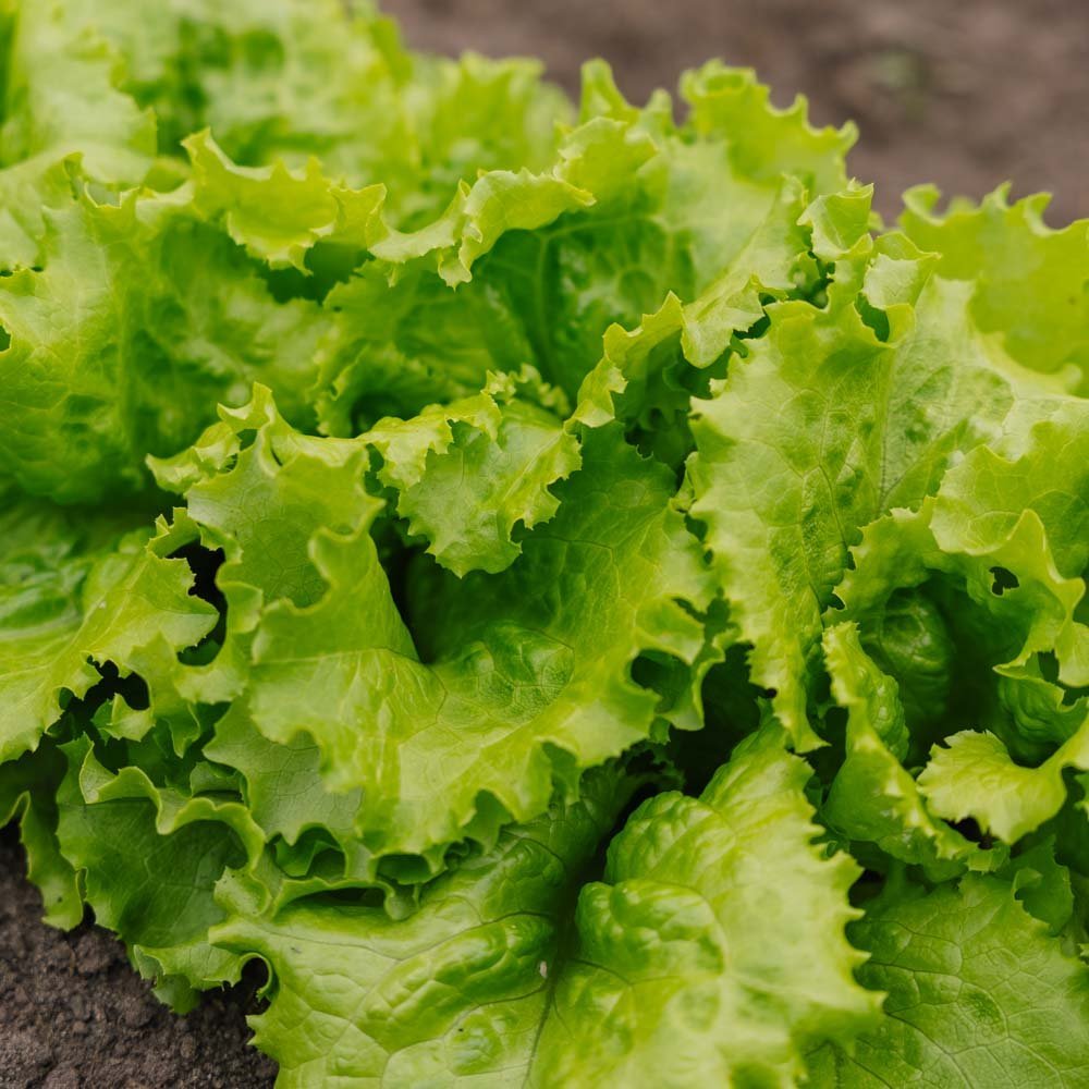 Batavia Salat Samen 'Blonde de Paris' - 200 Biosamen
