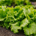Batavia Salat Samen 'Blonde de Paris' - 200 Biosamen