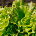 Bataviasalat Samen 'Maravilla de Verano' - 200 Biosamen