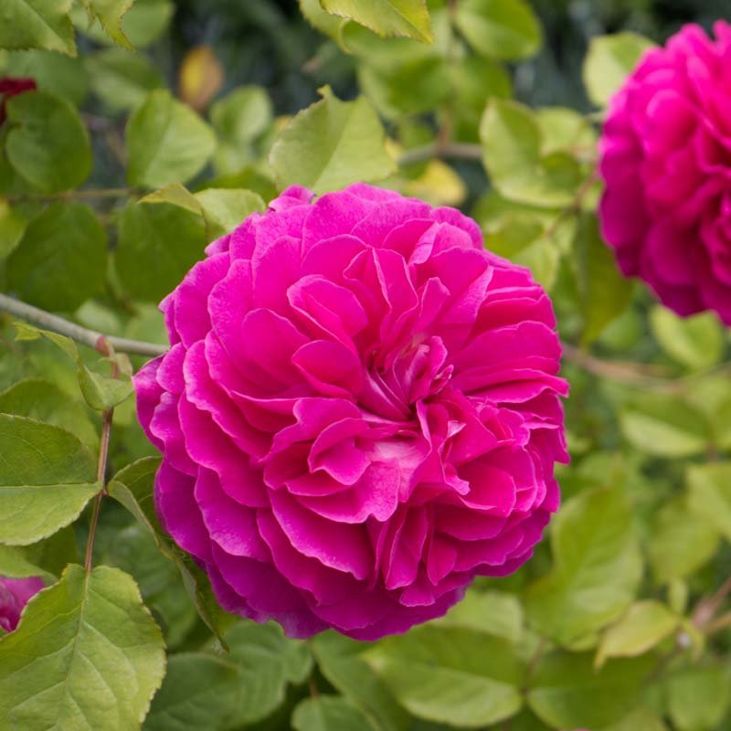 Beetrose 'Beetrose de Rescht'