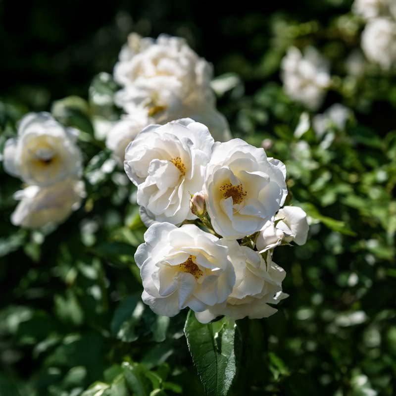 Beetrose 'Climbing Iceberg'