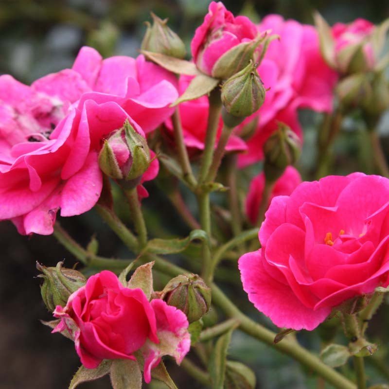 Beetrose 'Fairy Queen'