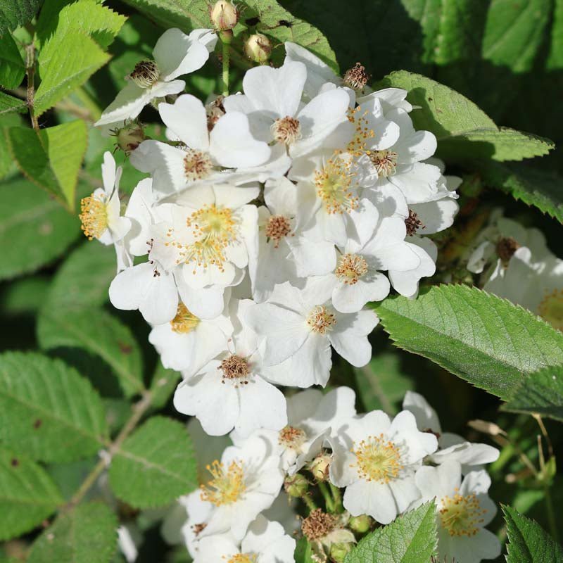 Beetrose 'Filipes Kiftsgate'