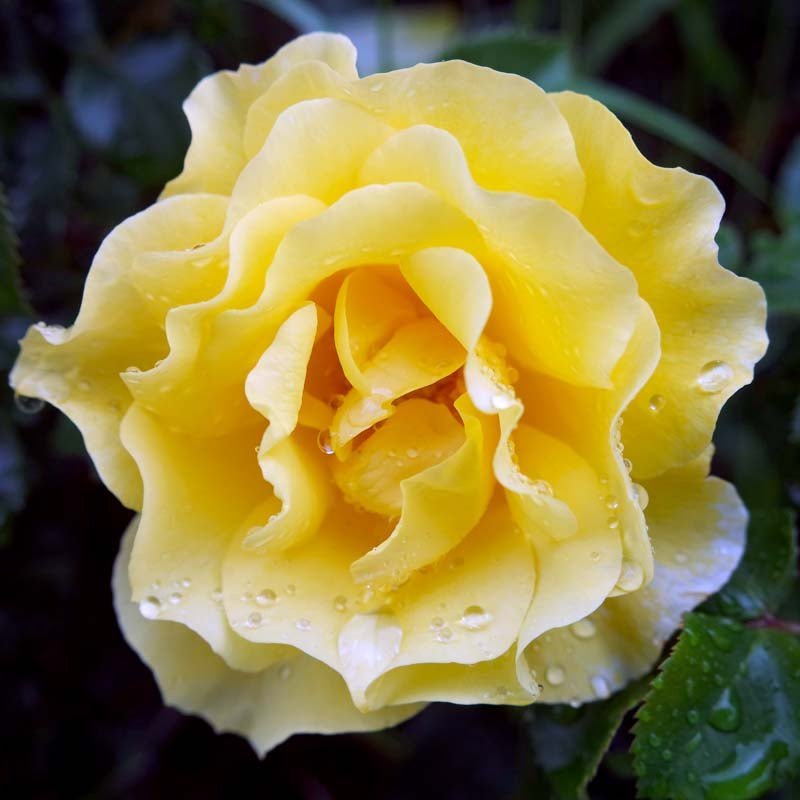 Beetrose 'Goldfassade'