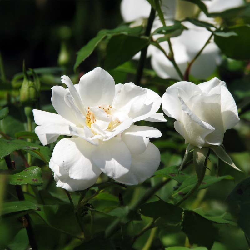 Beetrose 'Katharina Zeimet'