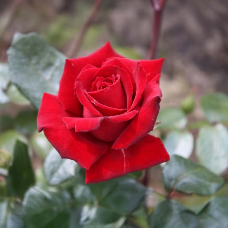 Beetrose 'Mister Lincoln'