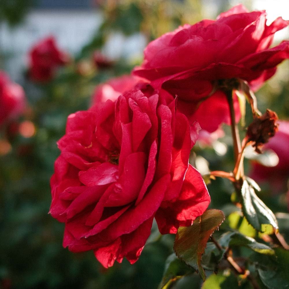 Beetrose 'Paul's Scarlet'
