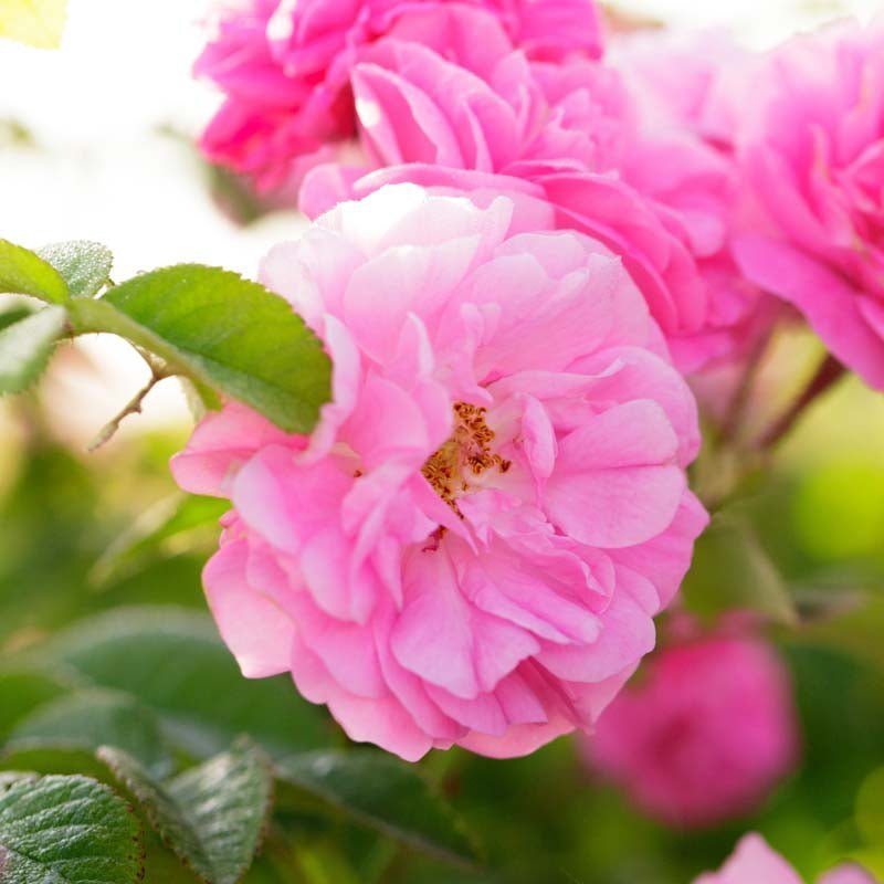 Beetrose 'Pink Cloud'