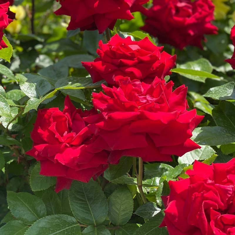 Beetrose 'Stromboli'