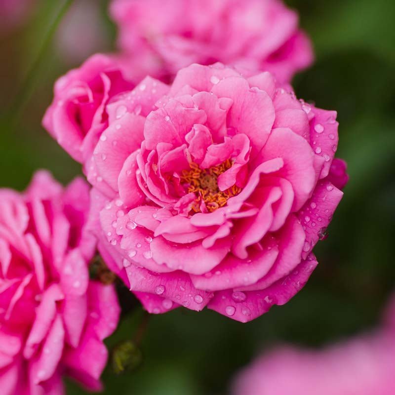 Beetrose 'Super Excelsa'