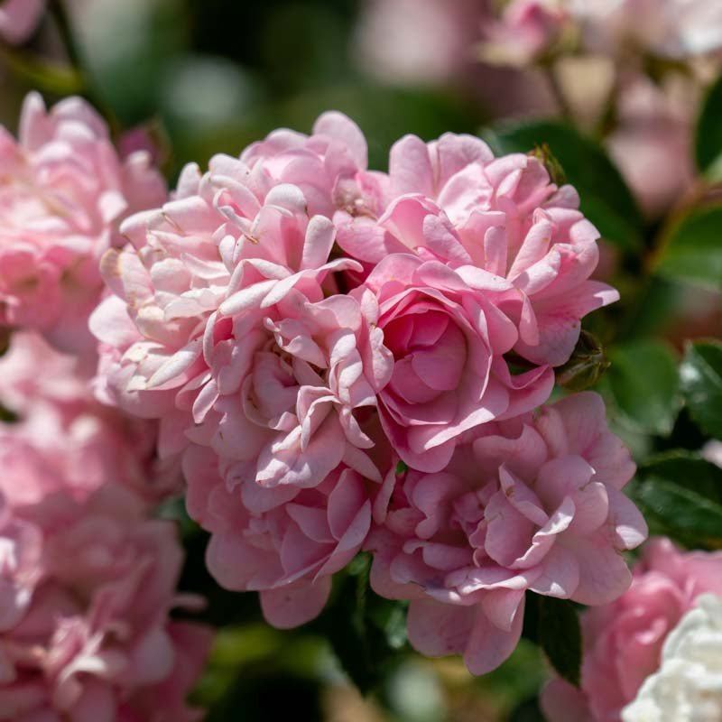 Beetrose 'The Fairy'