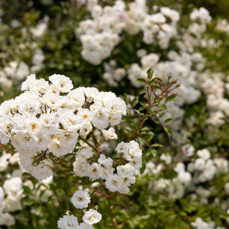 Beetrose 'White The Fairy'
