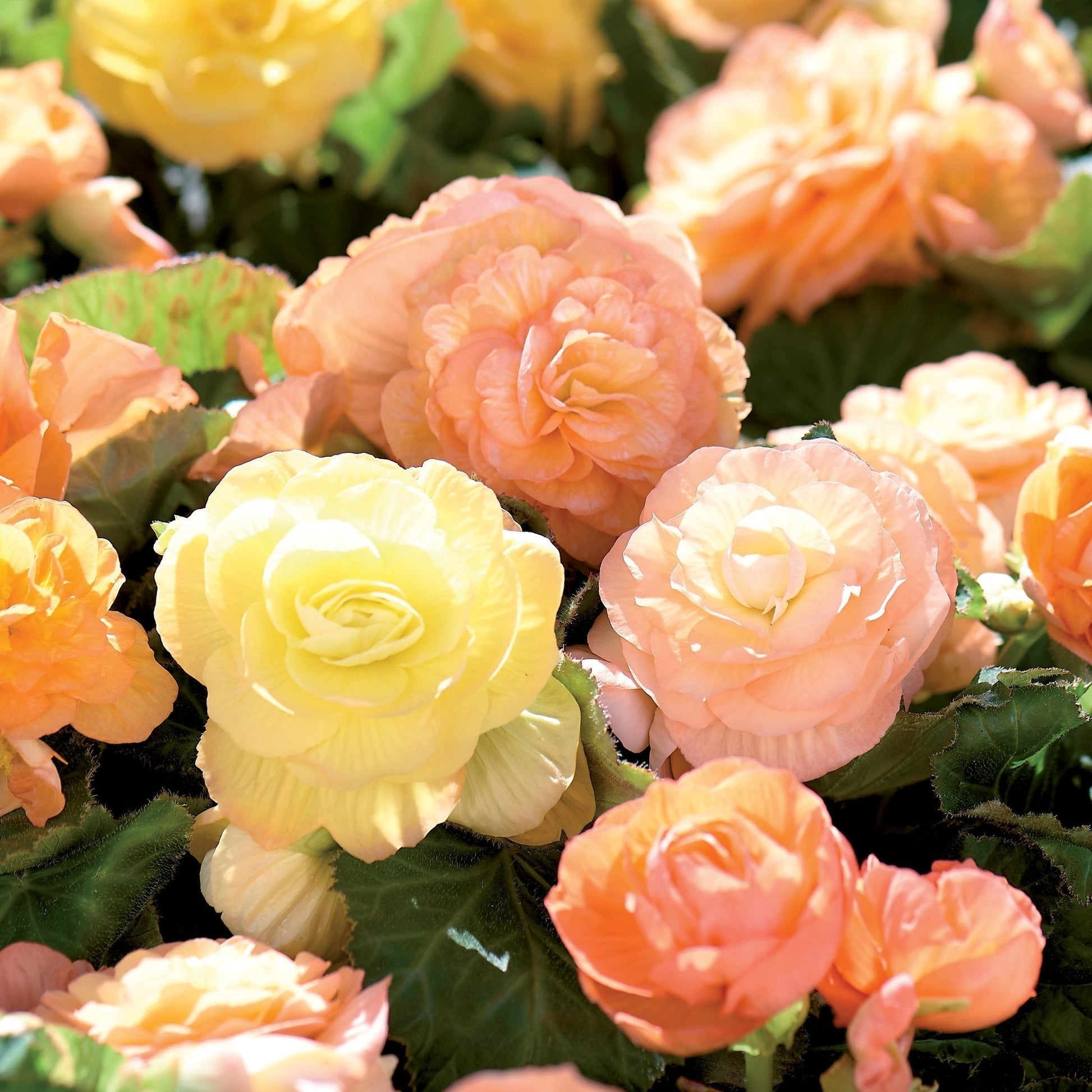 Begonie 'Double Pastel'