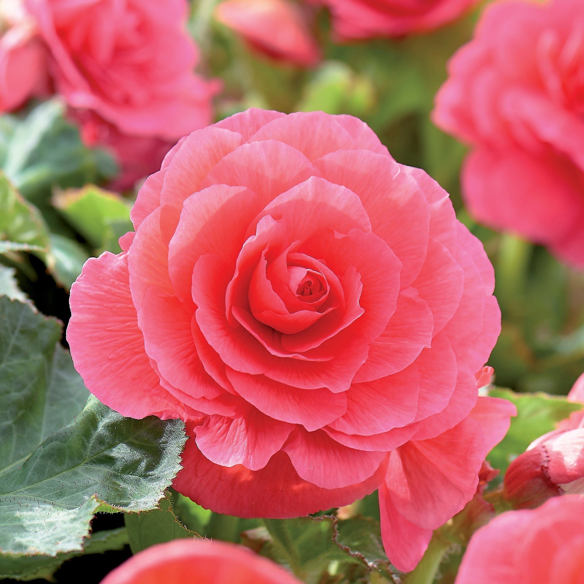 Begonie 'Double Pink'