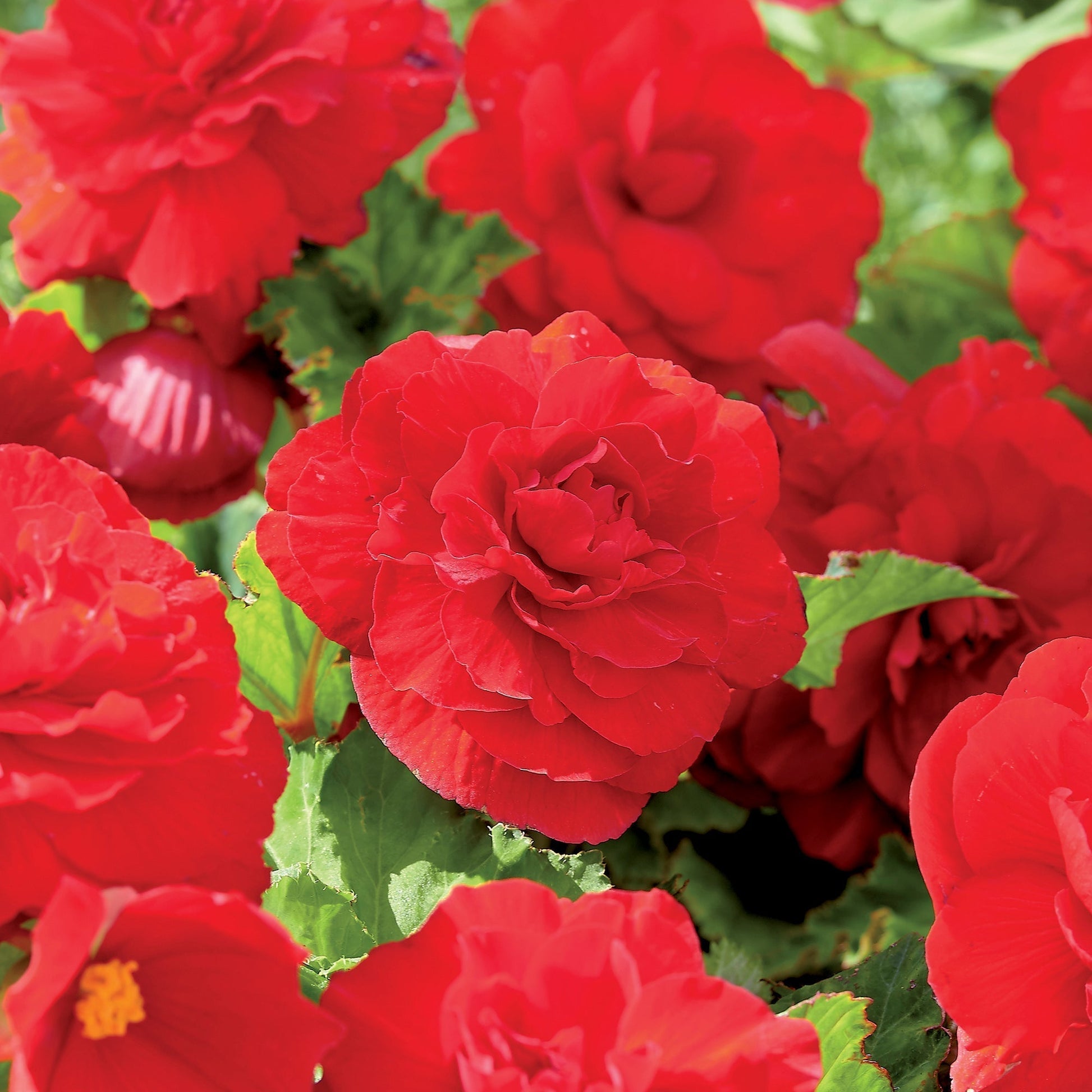 Begonie 'Double Red'