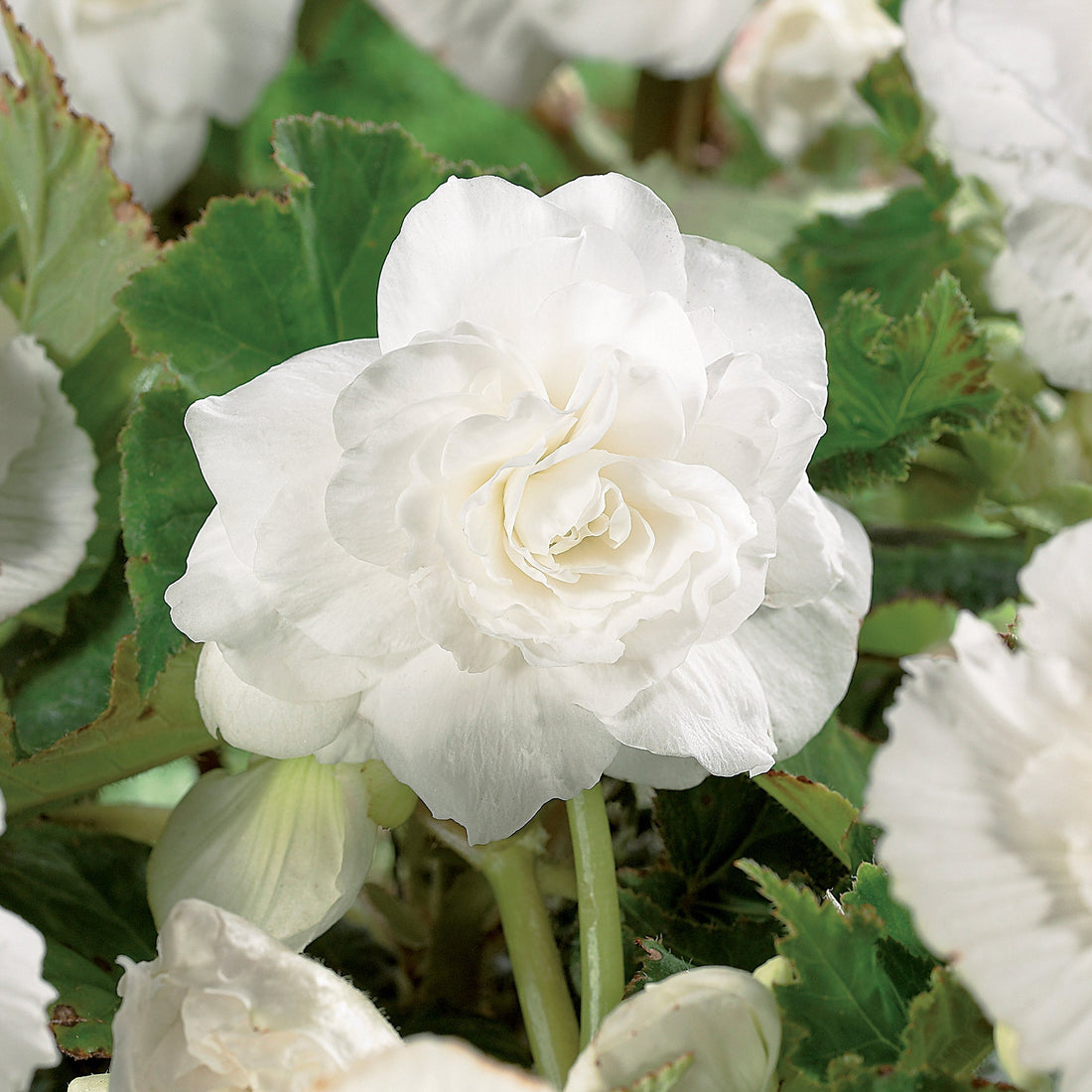 Begonie 'Double White'