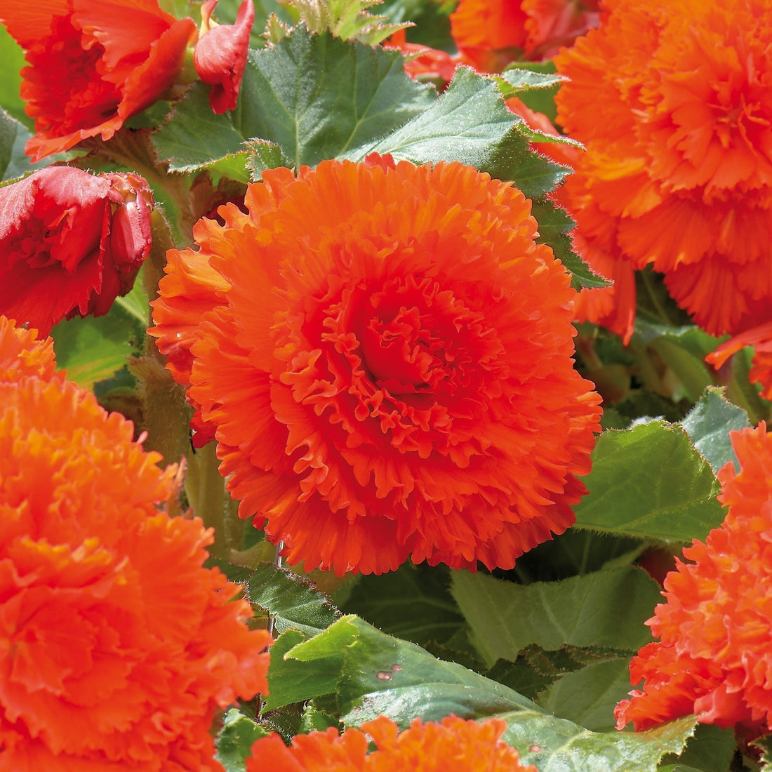 Begonie 'Fimbriata Orange'