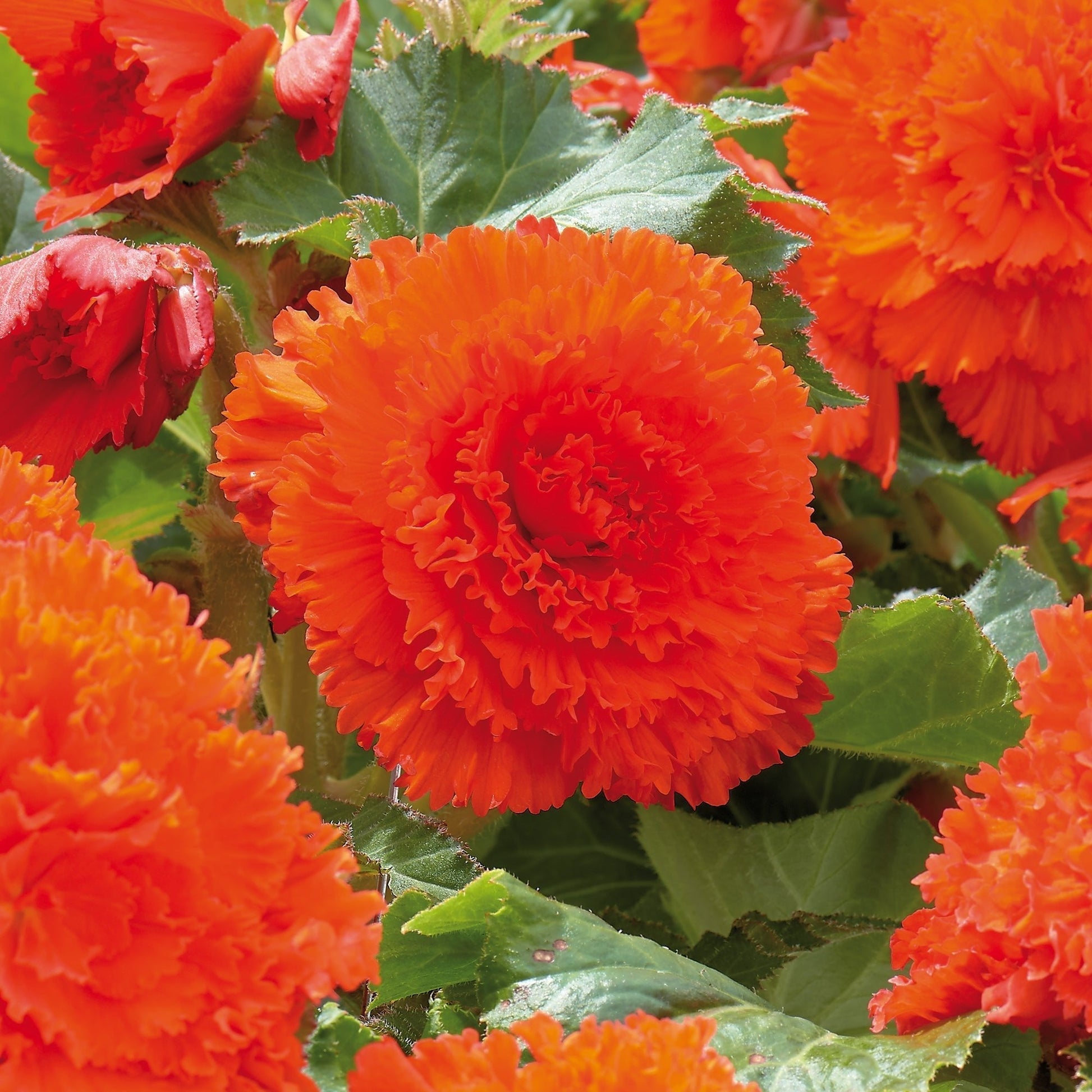 Begonie 'Fimbriata Orange'