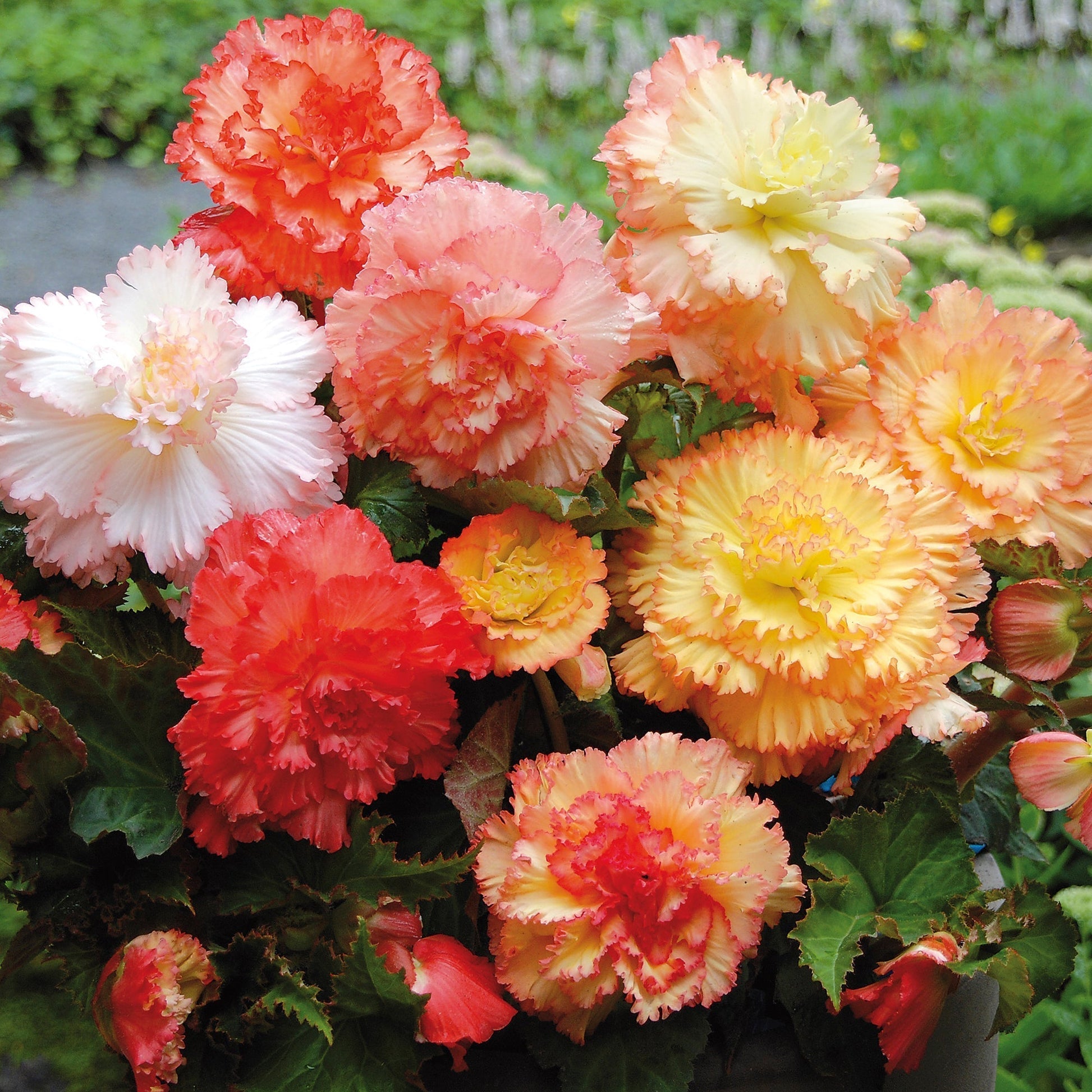 Begonie 'Fimbriata Samba'