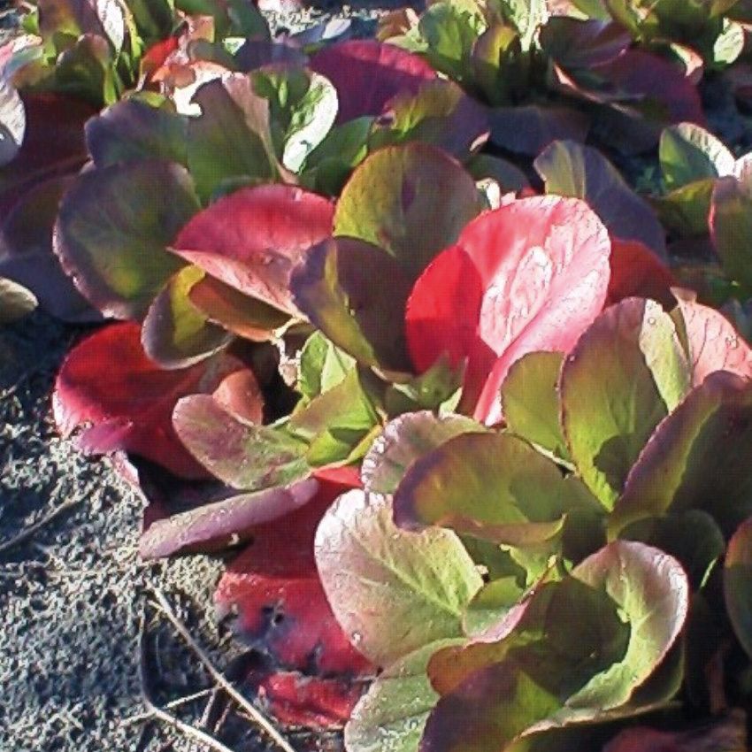 Bergenie, Bergenia 'Baby Doll'