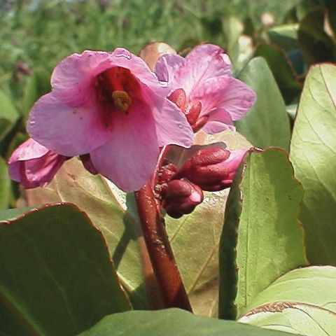 Bergenie, Bergenia 'Morgenröte'