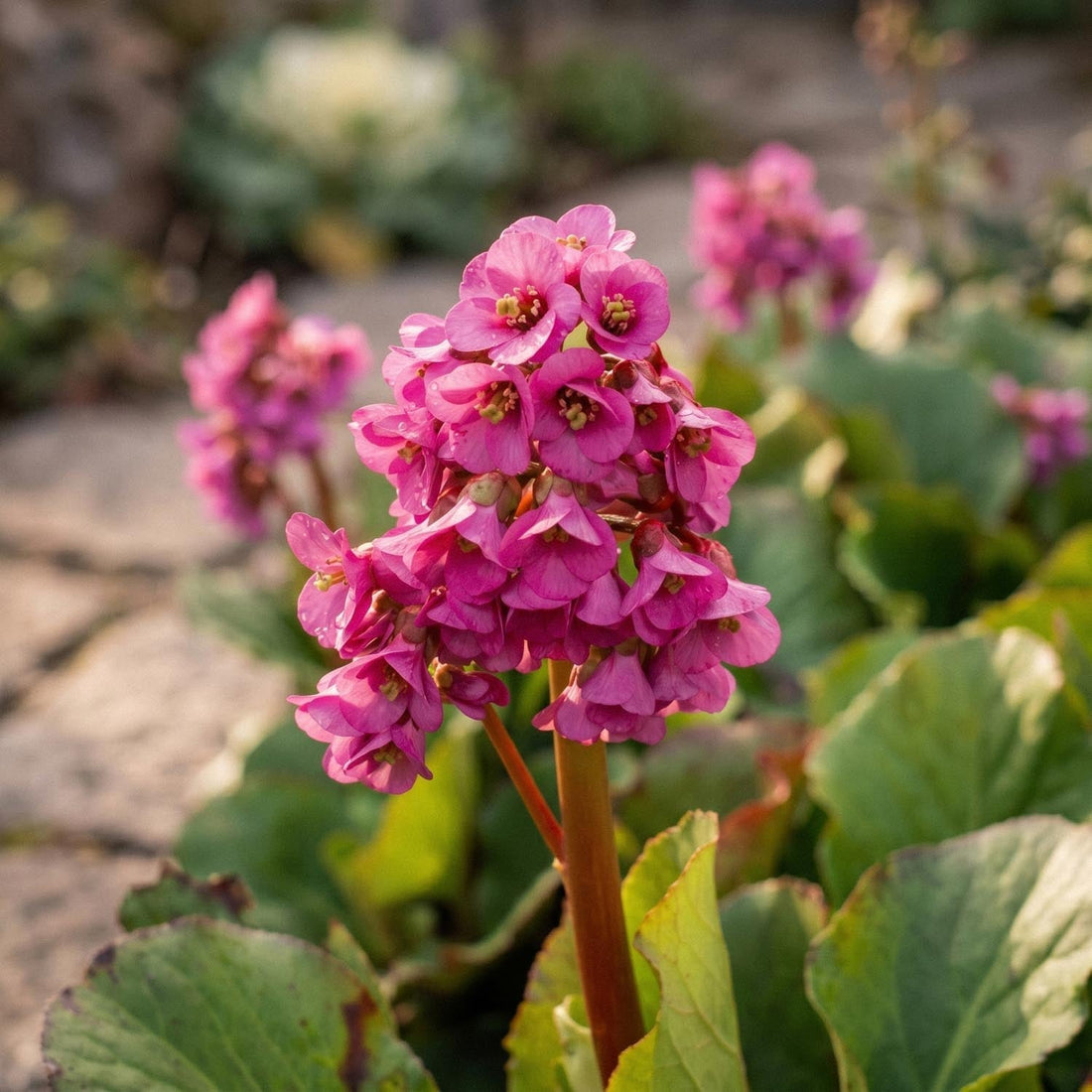 Bergenie, Bergenia 'Rotblum'