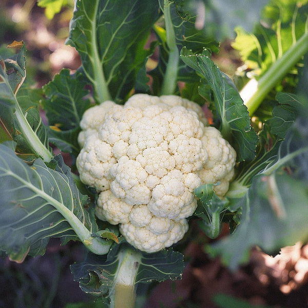 Blumenkohl Samen 'Flora Blanca' | Gemüse