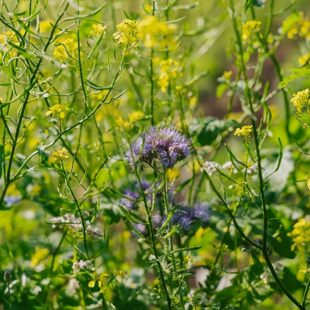 Blumenmischung 'Mix' - 700 Biosamen