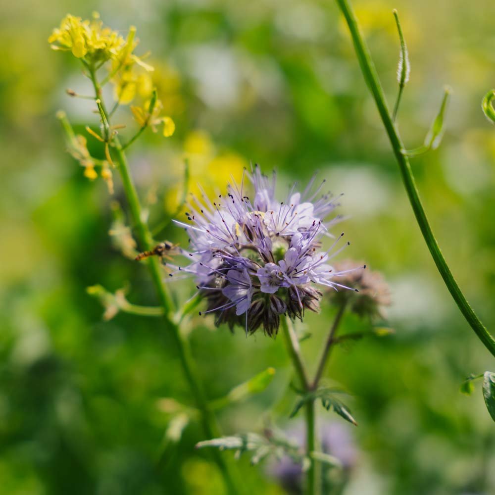 Blumenmischung 'Mix' - 700 Biosamen