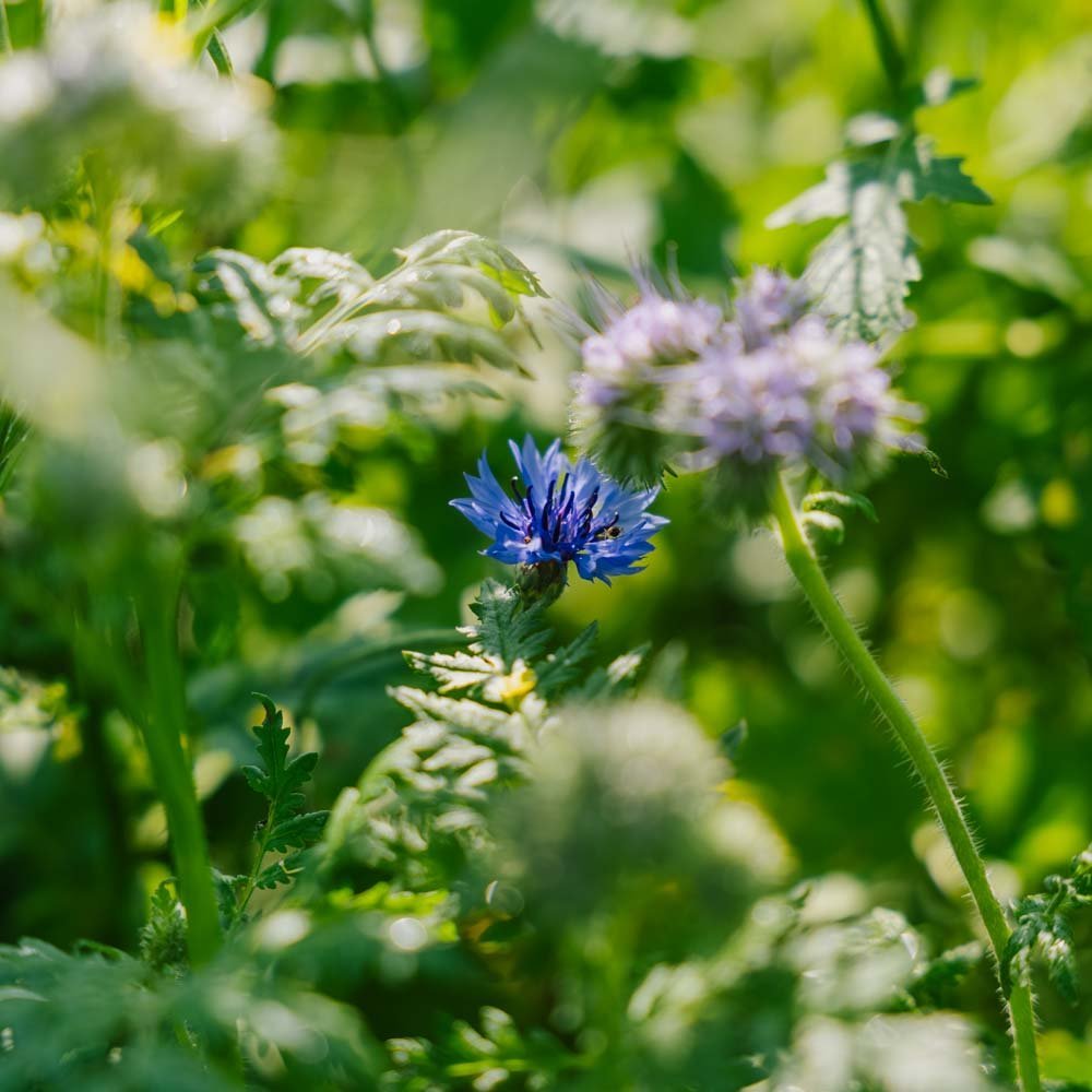 Blumenmischung Samen 'Tübingen' - 400 Biosamen