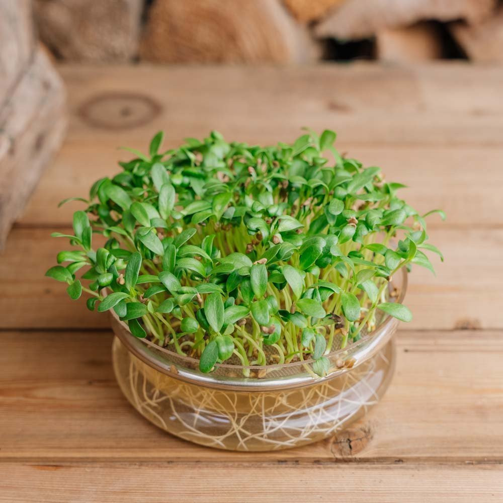 Bockshornklee Microgreen Samen - 500 Biosamen