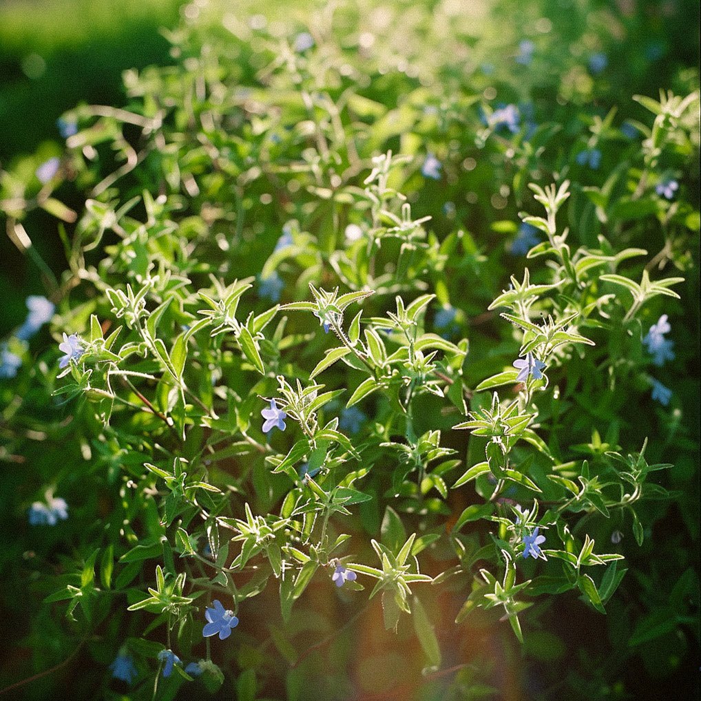 Bohnenkraut Samen - 200 Biosamen